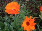 Calendula - Nutrimenti Terrestri