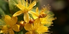 St. John's wort - Nutrimenti Terrestri